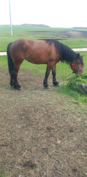 Vând manza de 3 ani