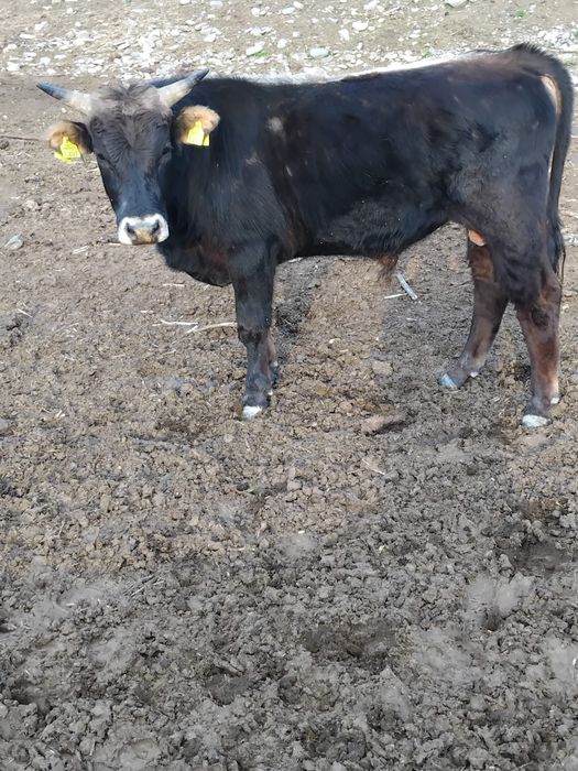 Vând taur și tăurasi