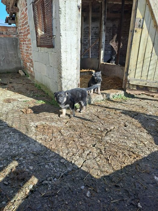 Продавам кученца