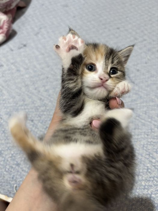 Котенок 1,5месяцев