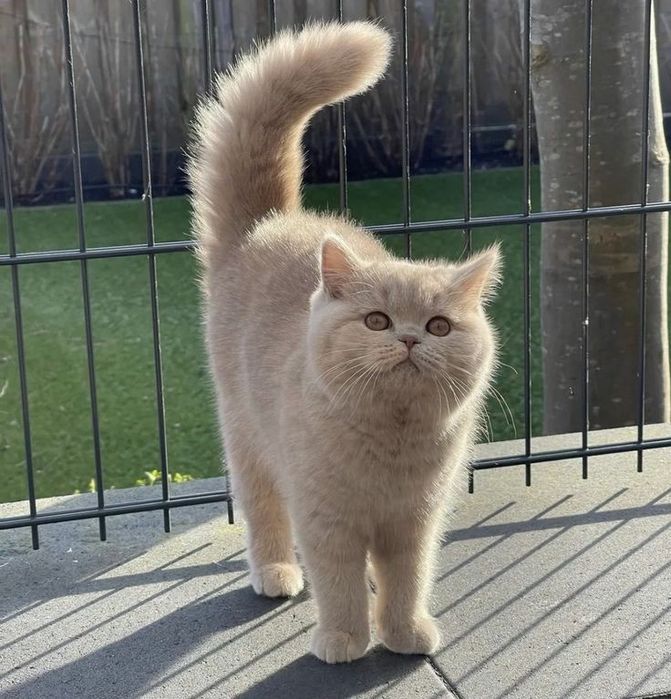 Вязка, британского кота