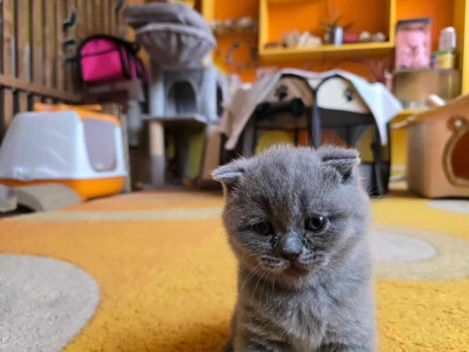 Британски котета