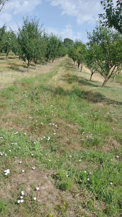 Vând teren intravilan