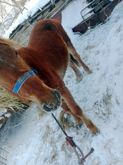 Продам таи жеребчика