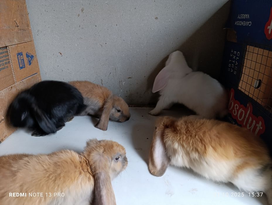 Кролики французский баран