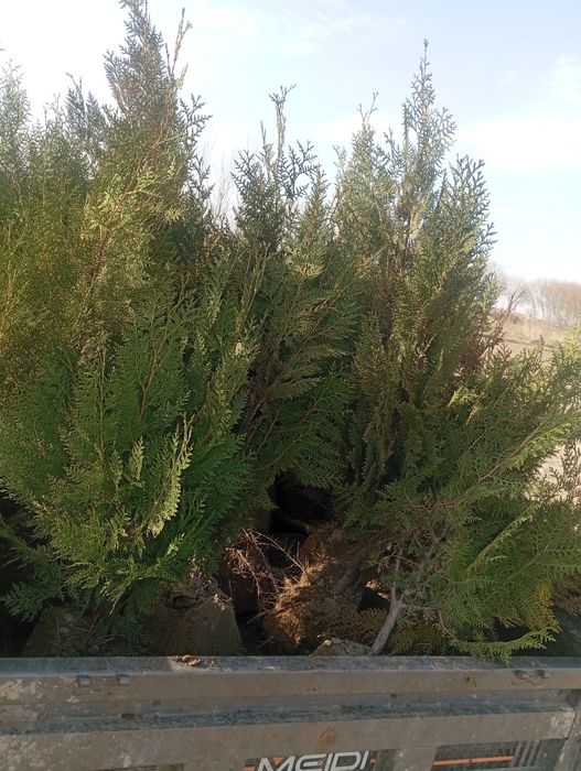 Manzarali daraxtlar tez va arzon narxlarda sotiladi