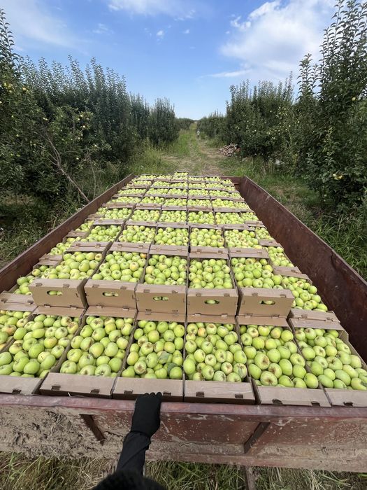 яблоко лимонка алма жаксы