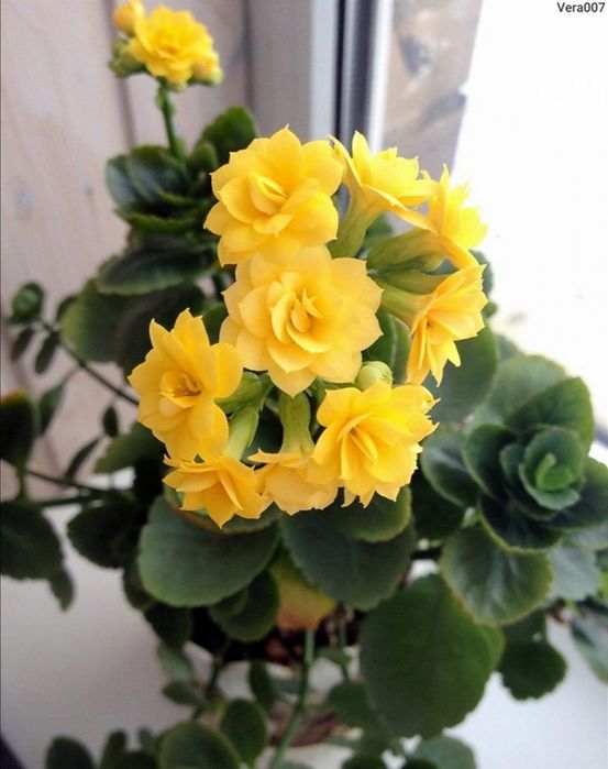 Цветы комнатные Коланхоэ.