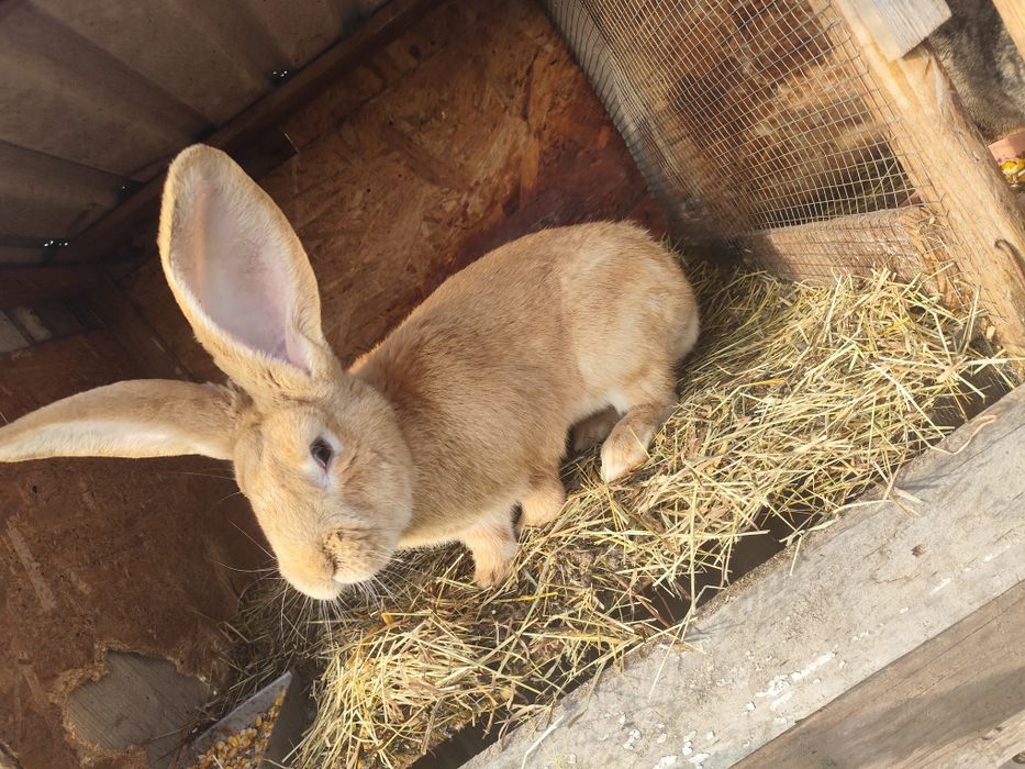 Uriaș German Galben