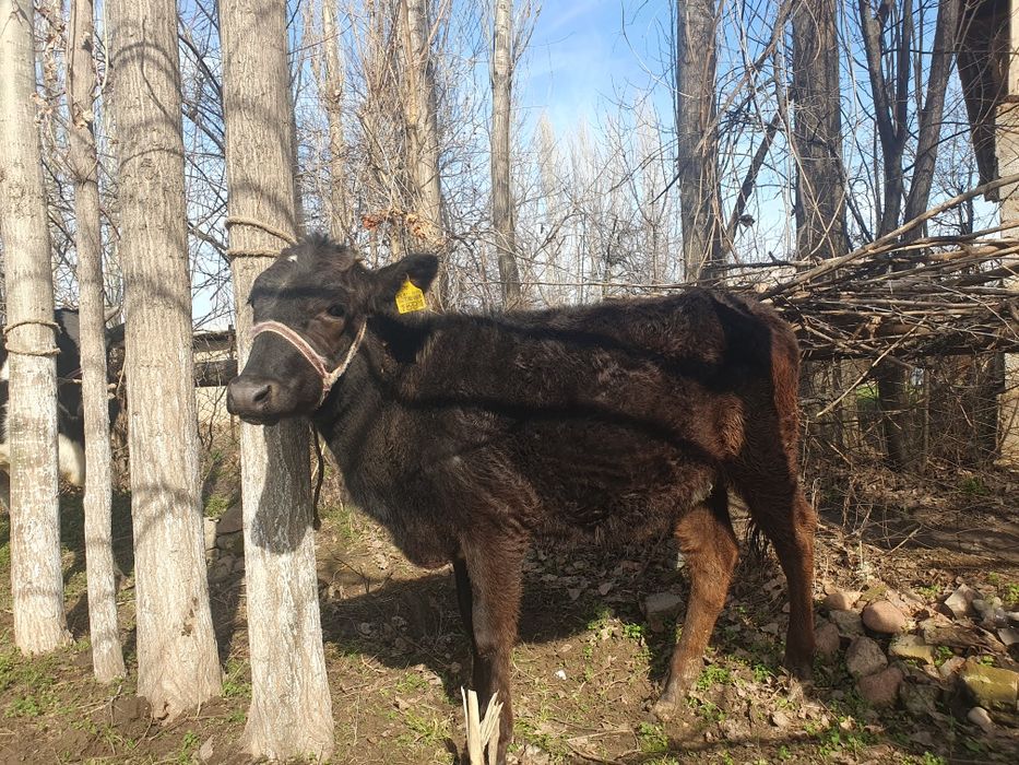 Гунажинлар 3 бош сотилади