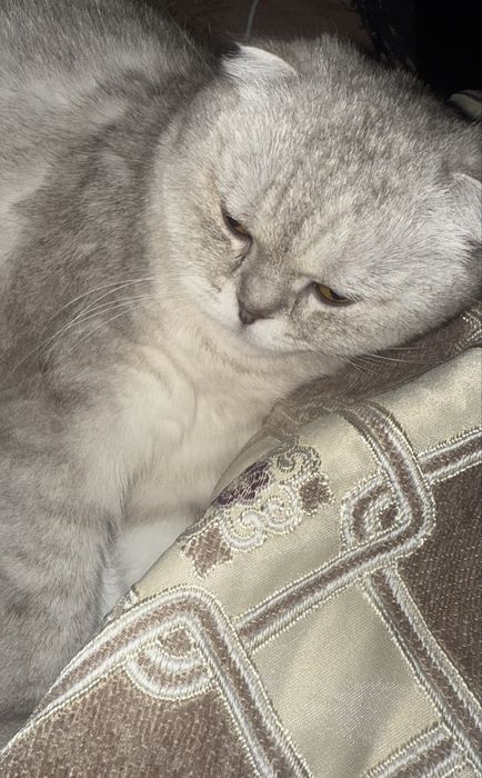 Отдам взрослую кошку в добрые руки