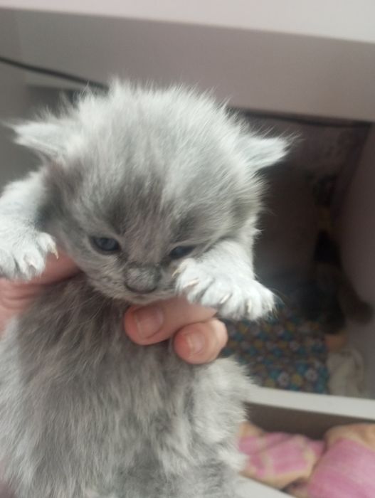Продам котят срочно