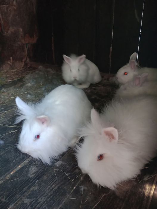 Vand iepuri cap de leu.Judetul Dambovita.Sunt 2 femele si 1 mascul .Se dau impreuna.Sunt 2 femele si 1 mascul.