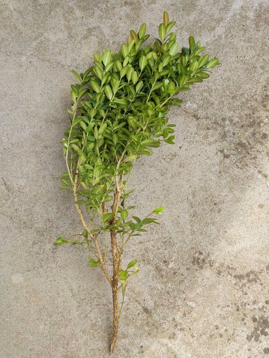 Чемшир- клончета за вкореняване