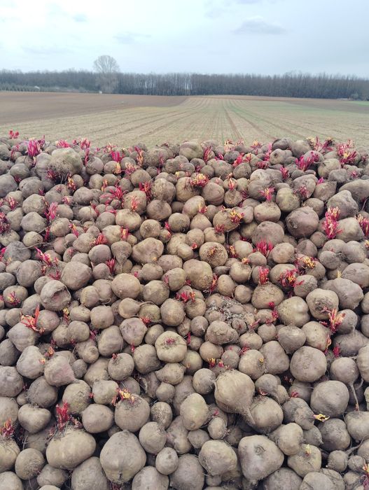 Sfeclā rosie de vānzare