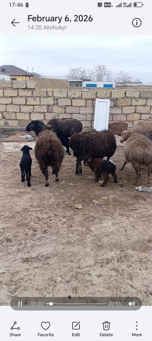 Қозылы қойлар сатылады