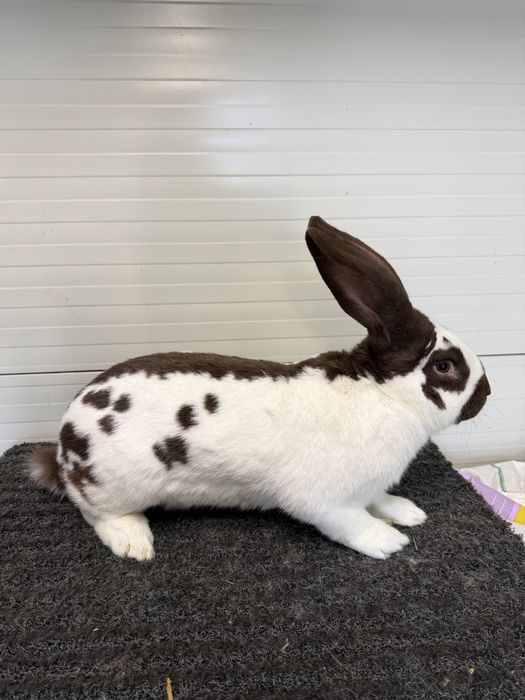 Mascul Fluture German Havana