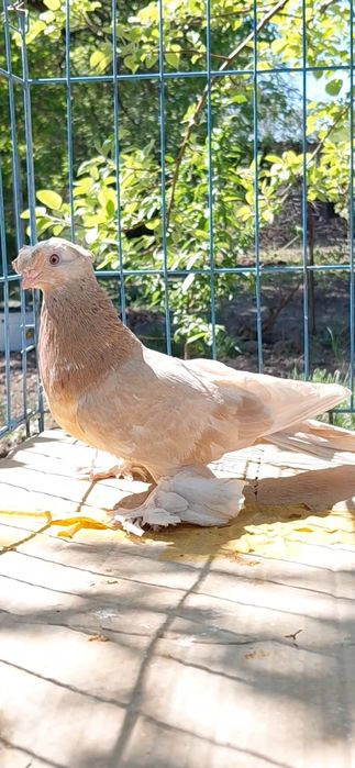 Голуби игровых кровей