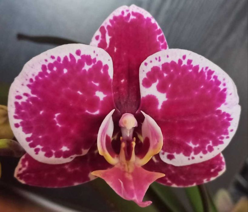 Орхидеи фаленопсис Black eye, Sogo Vivien, Bambula