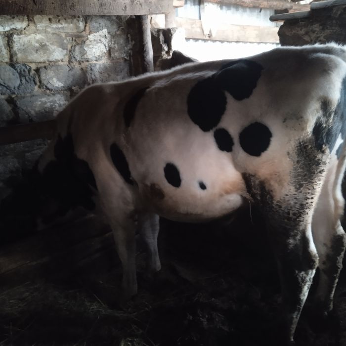 Продам 3 бычков с откорма