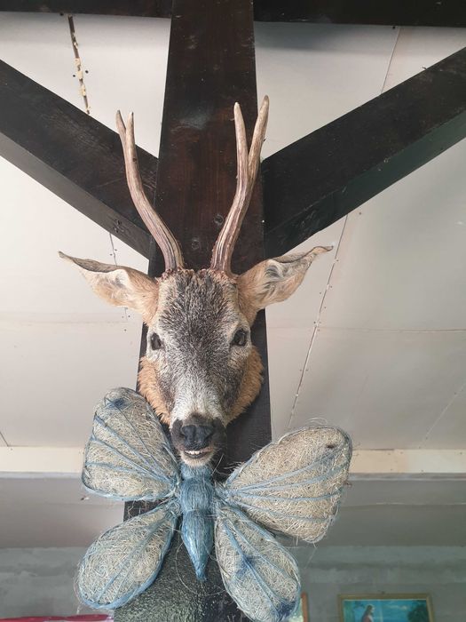 Vand trofeul cap de cerb