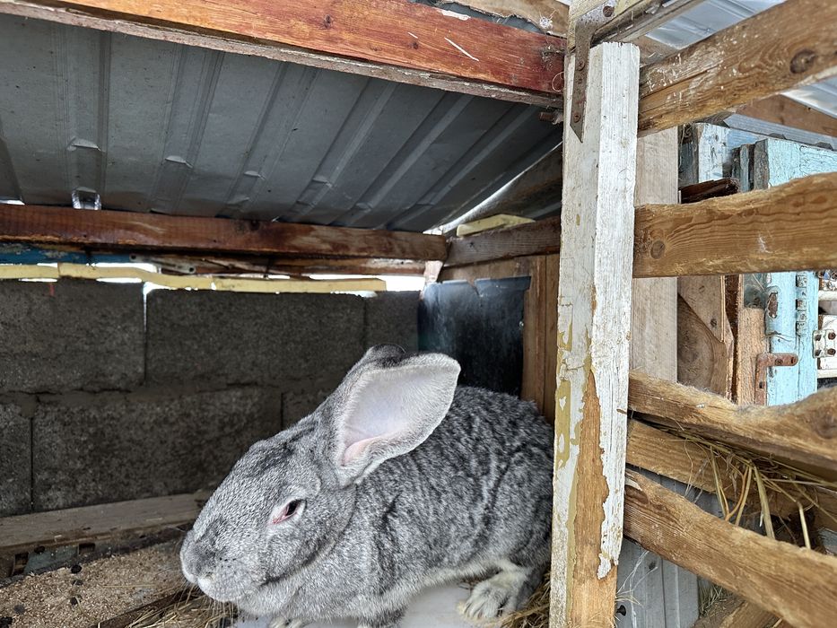 Кролики оптом срочно