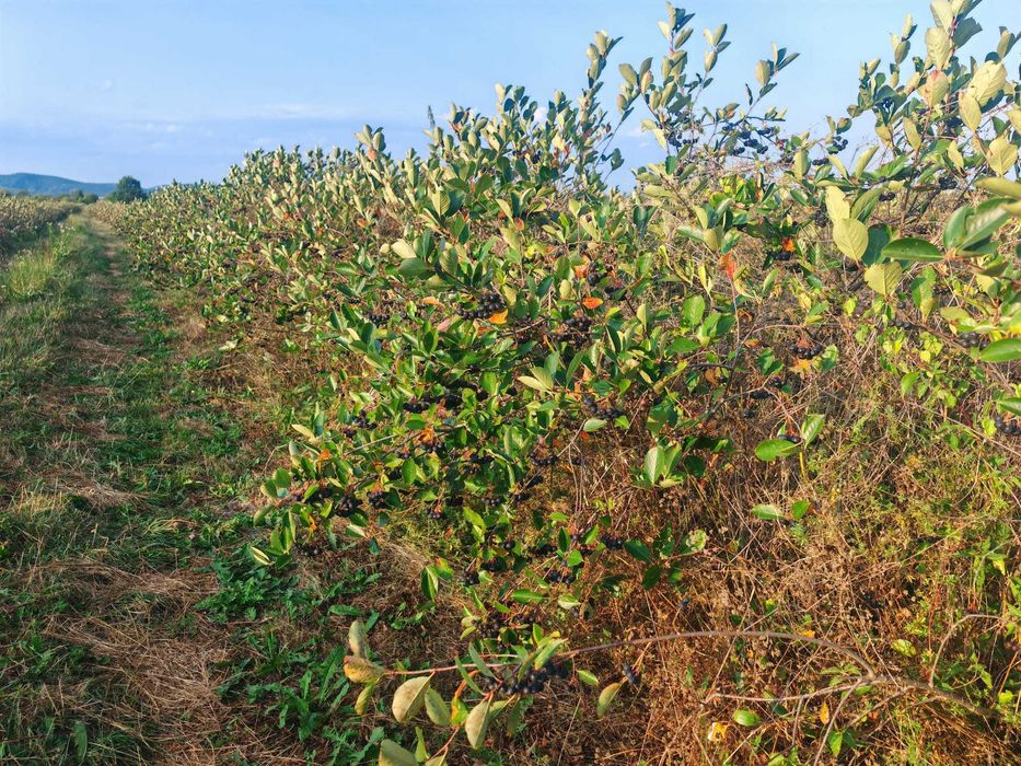 Aronia BIO certificată – fructe proaspete din plantație ecologică