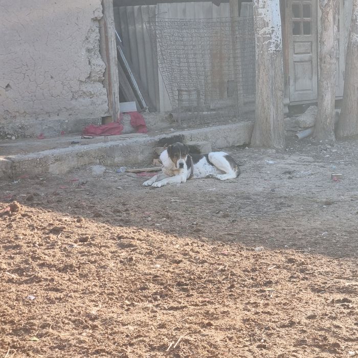 Тобет 4 айлык сатылады