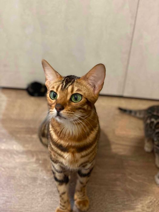 Бенгалски котенца