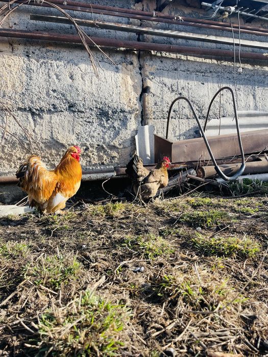 Продам пару карликовых курей