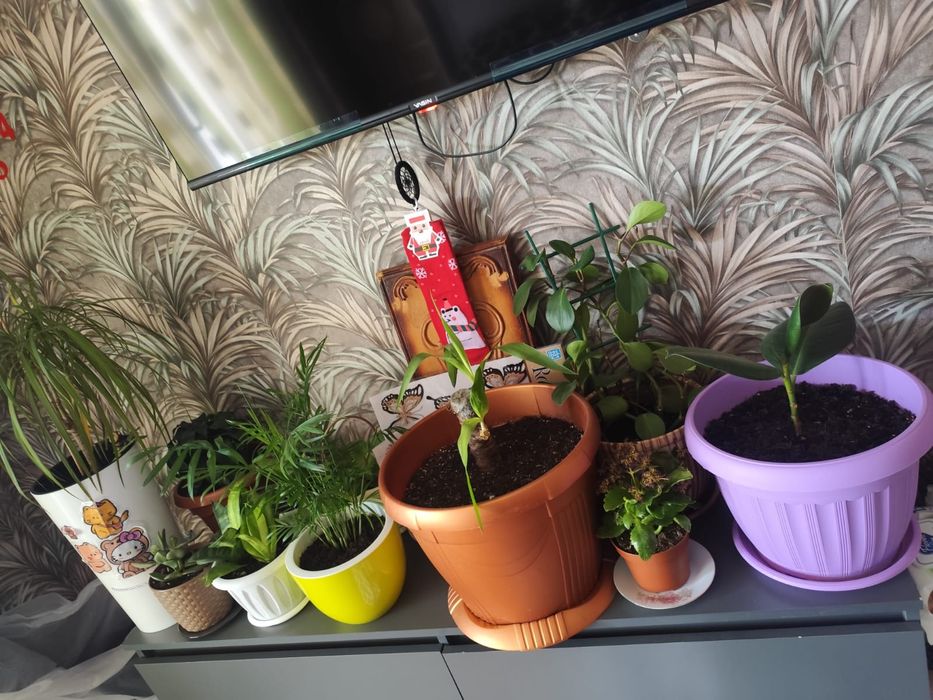 Срочно продам цветы