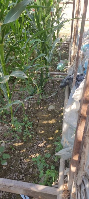 Teplitsa parnik sotiladi