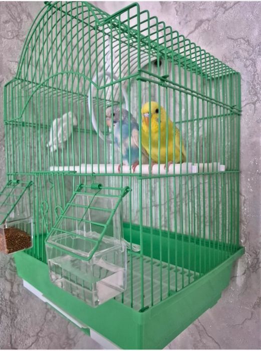 Продам двух попугаев