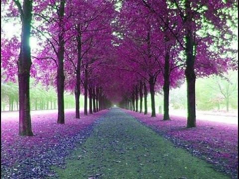 Pomi ornamentali  paulownia cu flori roz