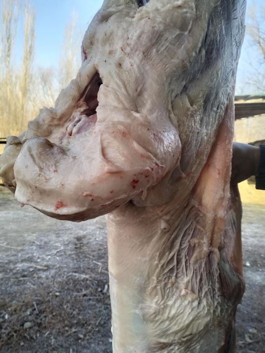 Семіз қойлар сатылымда