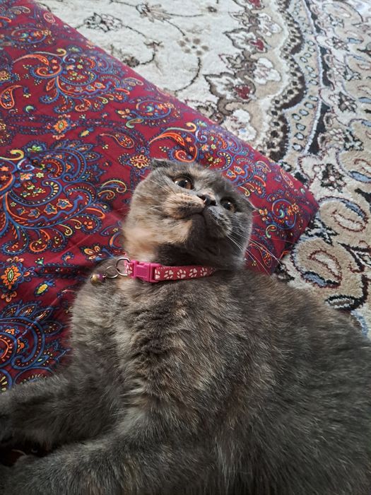 Породистая кошка Скоттиш