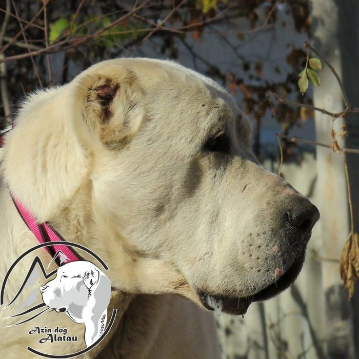 Резерв на щенков САО алабай