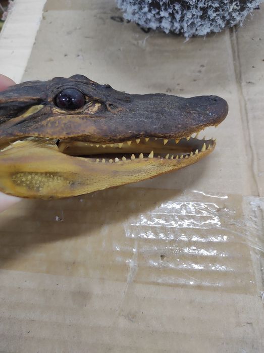 Чучело крокодила