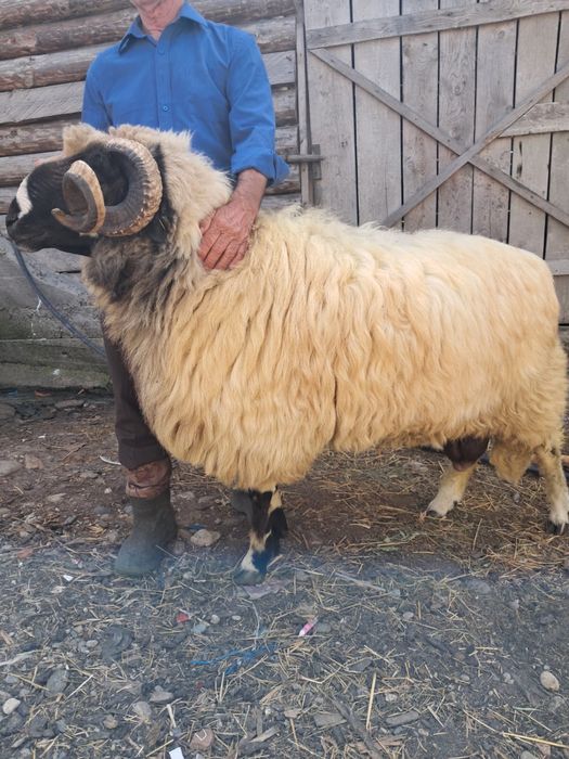 Vand berbec în Hateg