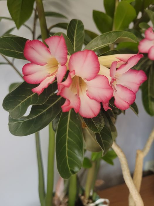 Адениум, роза пустыни, цветущее