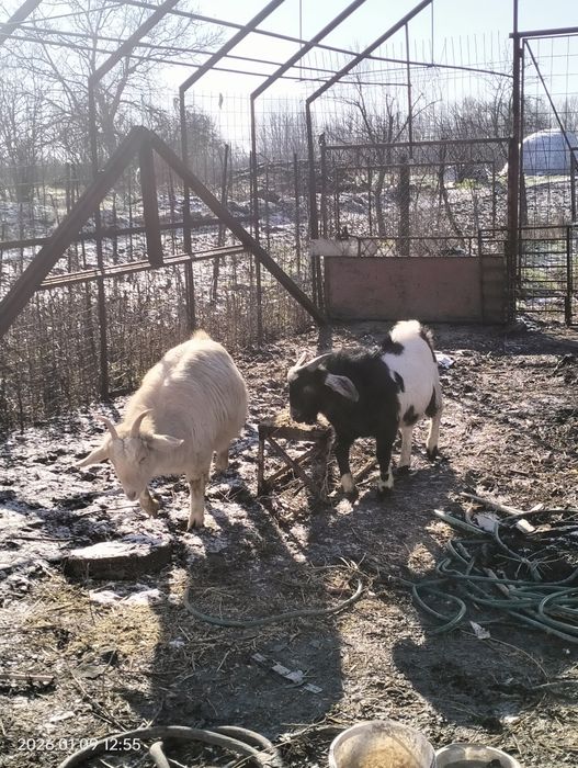 Vând țap Rasă: metis (Carpatină × Alpină / Anglo-Nubian)