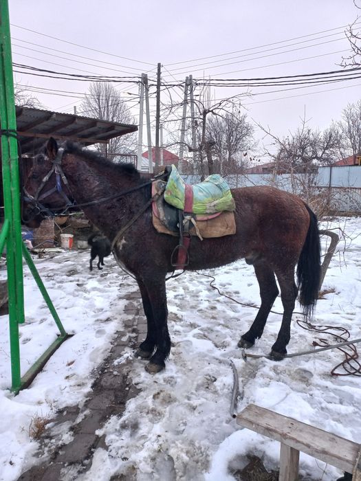 Продам жеребца крупный.
