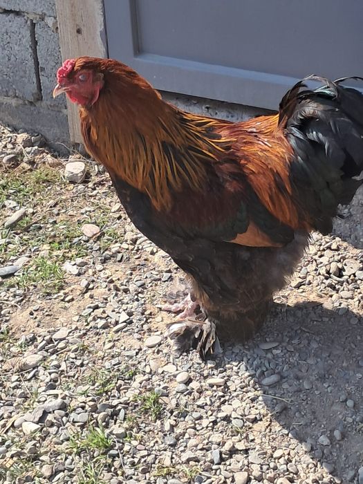 Брам кораздар 2штук