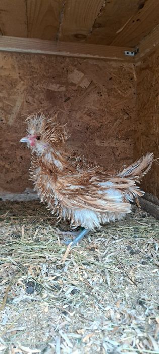 Vand 2 cocosi de matase japoneza/paduana frezata