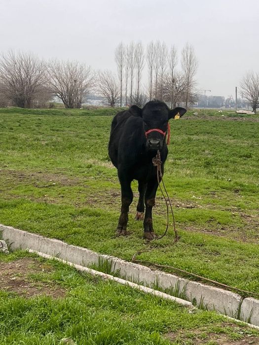 Zoti Angus 8.9 oyli atrofida sog'lom yeb ichishi yaxshii