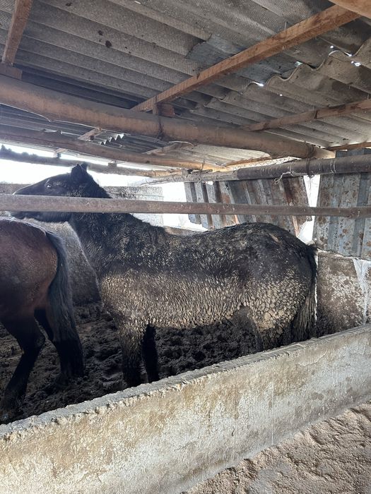 Бордақы биелер сатамын