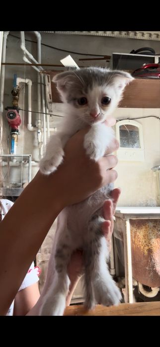 вислоухие котята