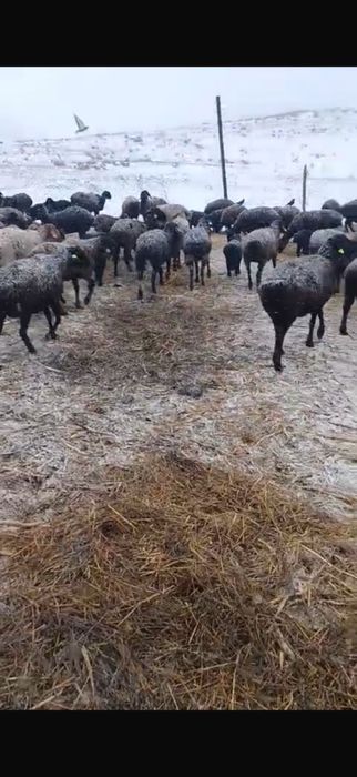 Қозылы қой сатылады 70 бас