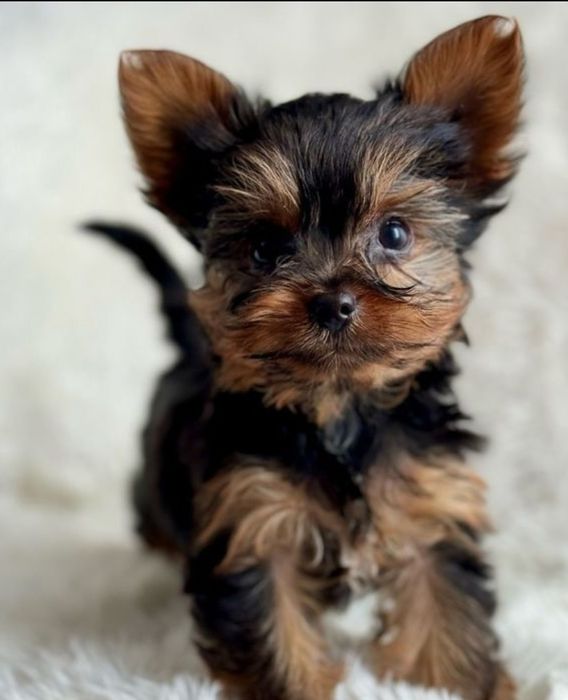 Йорки мини момче и момиче