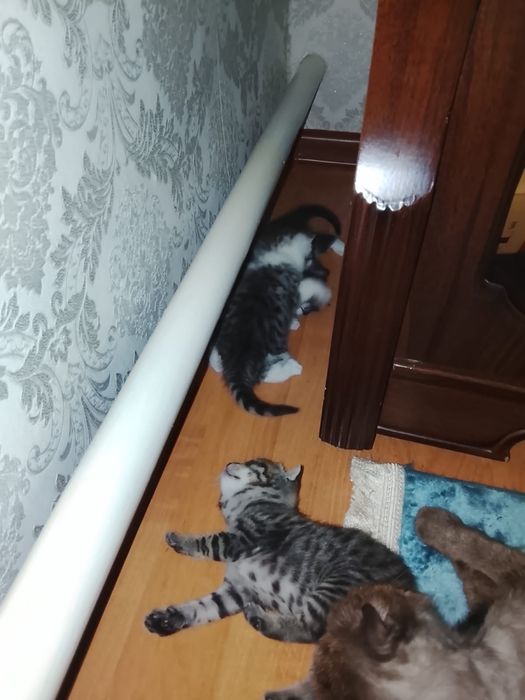Бесплатно  котята
